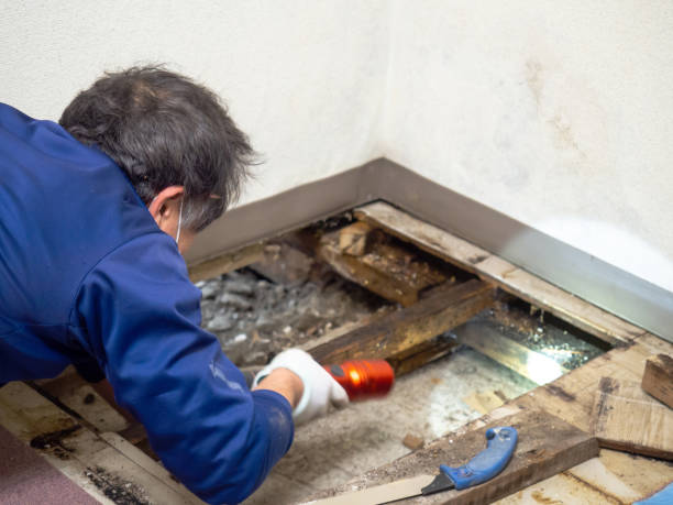 Best Black Mold Remediation in Moses Lake North, WA