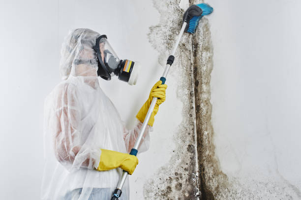 Best Crawl Space Mold Remediation in Moses Lake North, WA