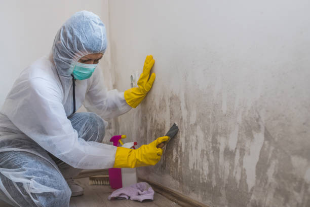 Best Basement Mold Remediation in Moses Lake North, WA