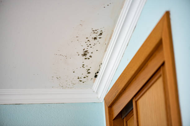 Moses Lake North, WA Mold Remediation Company